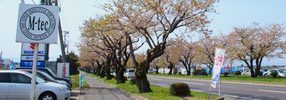 弘前の桜並木とM-tec店舗